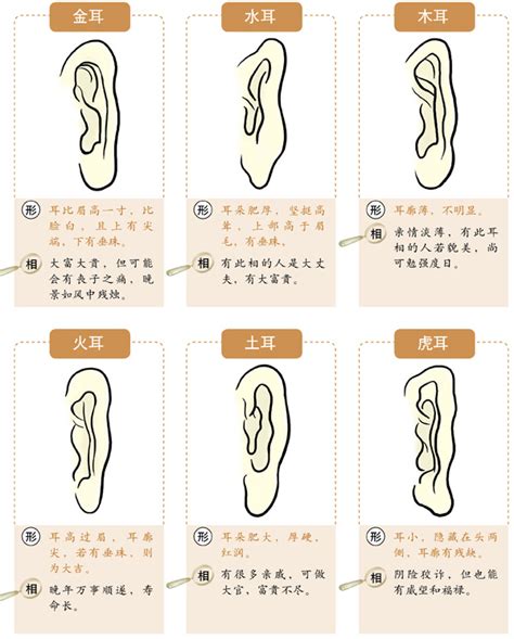 耳相分析|十六种耳朵面相图文分析三六风水网